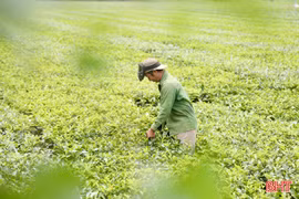 Sắc xanh trên những đồi chè ở Hà Tĩnh