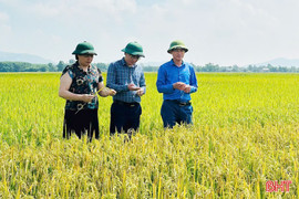 Kỳ Xuân nâng hiệu quả sản xuất từ tích tụ ruộng đất và nông nghiệp hữu cơ