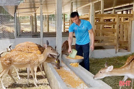 Hươu sao mở lối khởi nghiệp cho thanh niên Sơn Giang
