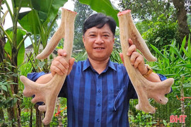 Huyện miền núi Hà Tĩnh ước thu hơn 223 tỷ đồng từ nhung hươu