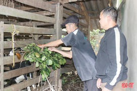 Sinh kế bền vững giúp người dân Sơn Tây vươn lên thoát nghèo