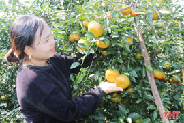 Rộn ràng mùa thu hoạch cam bù ở xã miền núi Hà Tĩnh