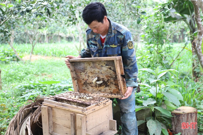 Nhờ chịu thương chịu khó mỗi năm ông Tâm thu nhập trên 300 triệu đồng. bqbht_br_img-5319.jpg