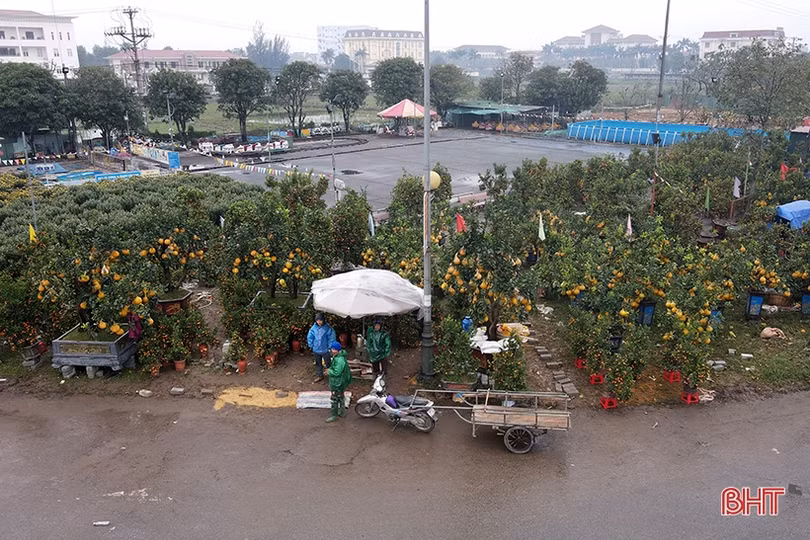 Hà Tĩnh: Đào, quất vắng người mua, tiểu thương như “ngồi trên lửa”