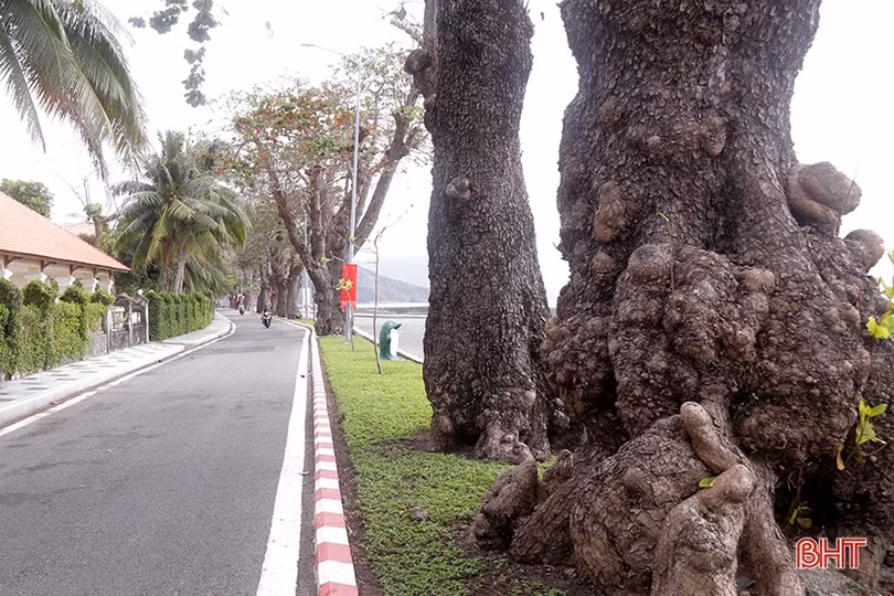 Ngắm những “cụ bàng” di sản nơi đất thiêng Côn Đảo