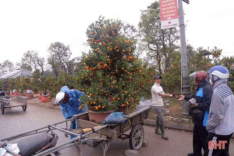 Hà Tĩnh: Đào, quất vắng người mua, tiểu thương như “ngồi trên lửa”