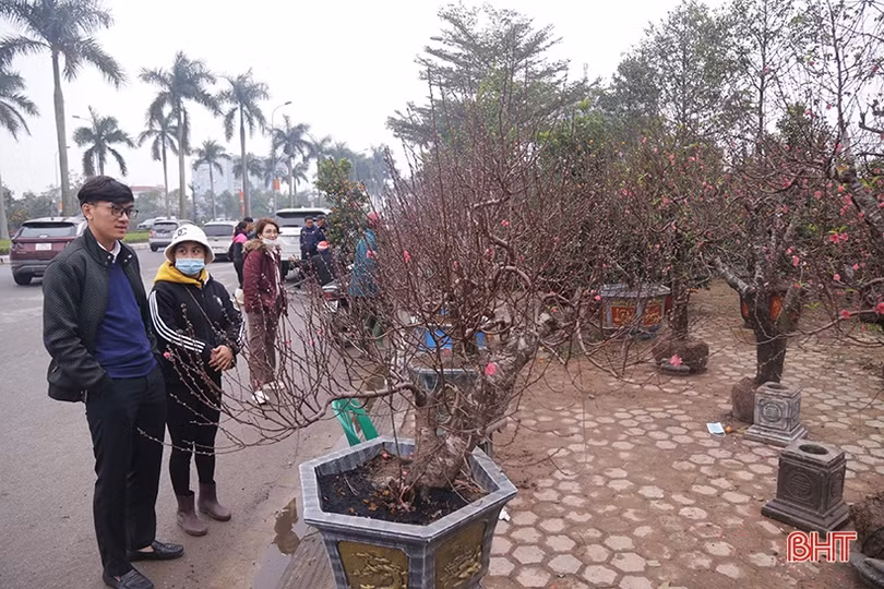 Hà Tĩnh: Đào, quất vắng người mua, tiểu thương như “ngồi trên lửa”