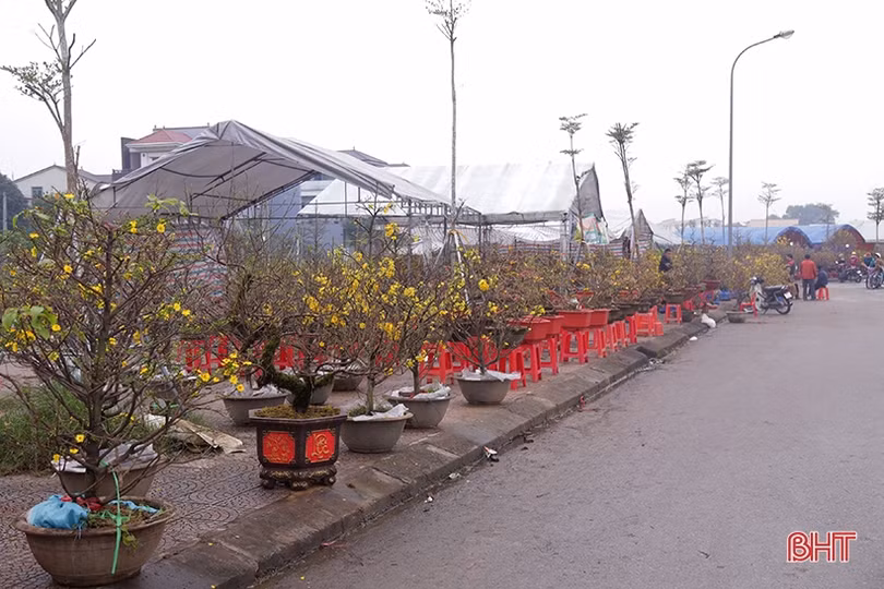 Hà Tĩnh: Đào, quất vắng người mua, tiểu thương như “ngồi trên lửa”