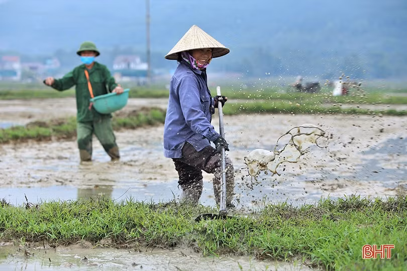 Những mầm xanh vụ mới ở Hà Tĩnh