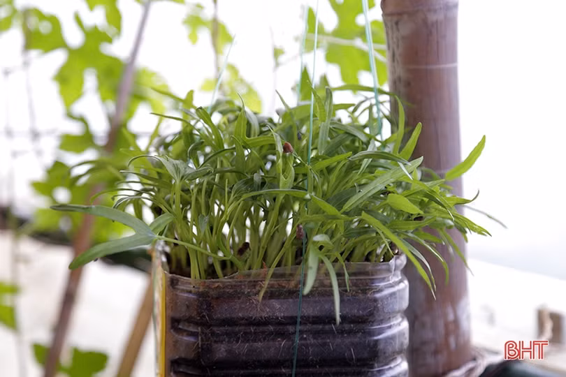 Mướt xanh vườn rau giữa biển khơi của lính hải quân