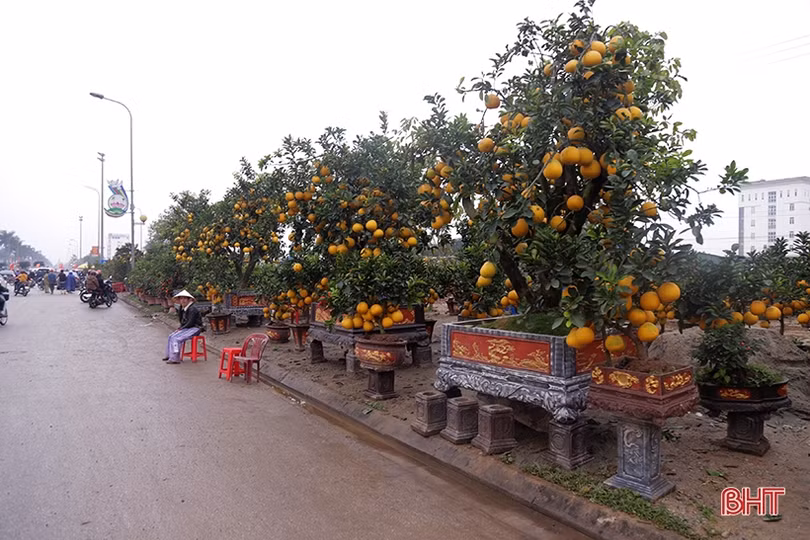 Hà Tĩnh: Đào, quất vắng người mua, tiểu thương như “ngồi trên lửa”