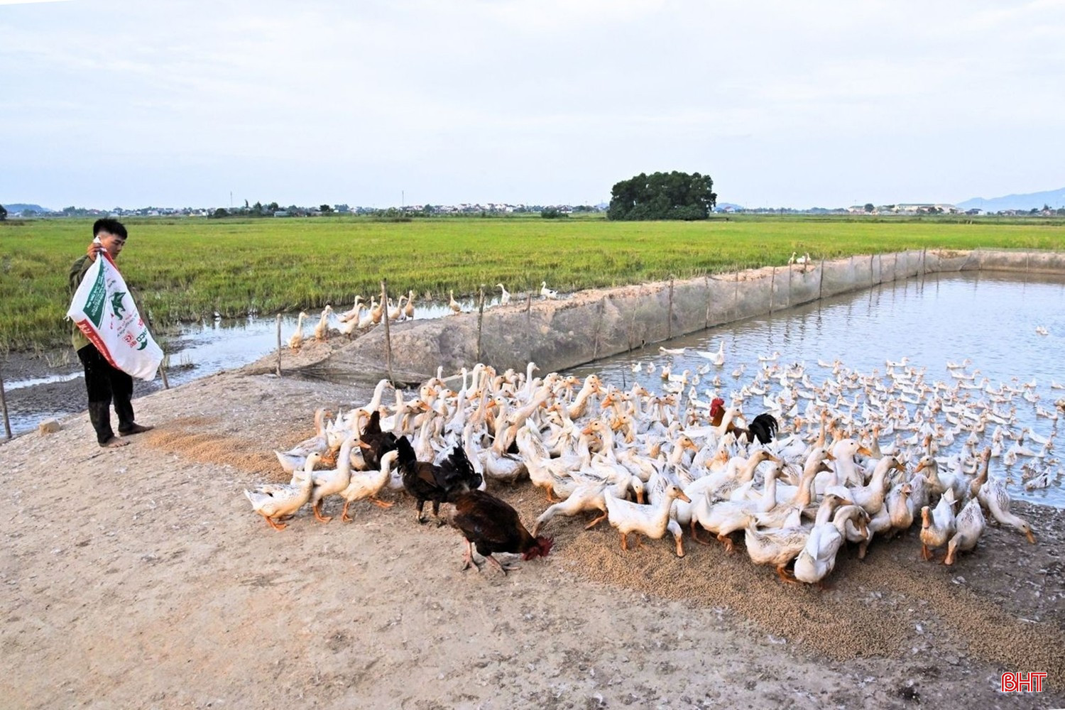 Người dân phát huy tiềm năng, lợi thế để xây dựng và nhân rộng các mô hình kinh tế. Trong ảnh: Mô hình sản xuất lúa quy mô lớn kết hợp nuôi vịt đàn của anh Nguyễn Đức Thích (thôn Trung Lương). bqbht_br_image-4.jpg