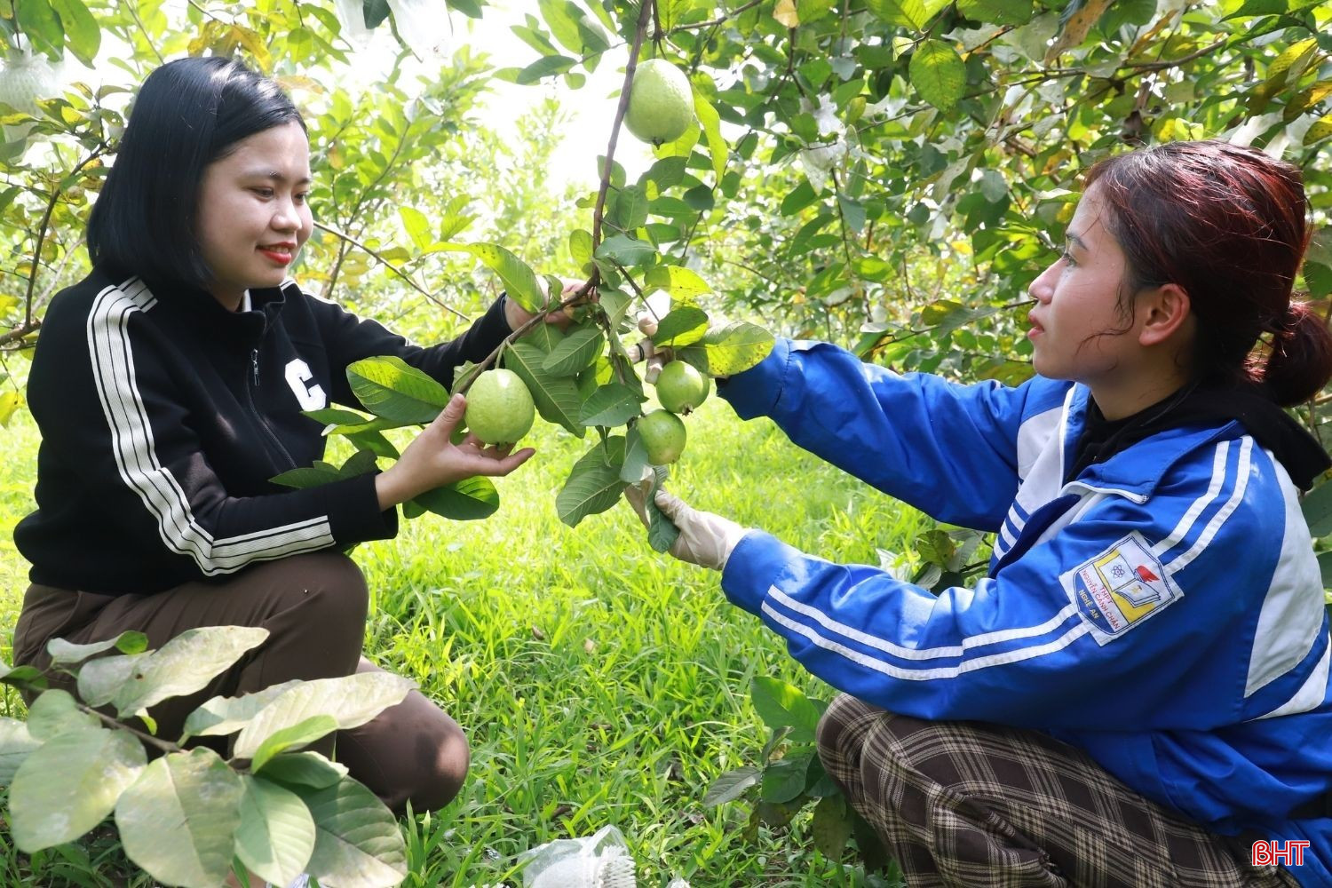Vườn ổi của chị Tống Thị Nhung, thôn Kim Bằng, xã Sơn Bằng (cũ) nay là xã Hương Sơn cho nguồn thu mỗi năm trên 600 triệu đồng. bqbht_br_22.jpg
