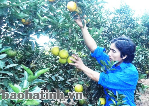 Lê Khánh Toàn bên vườn cam trĩu quả...