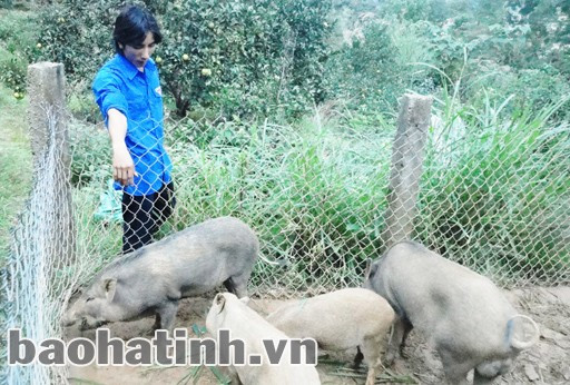 ... và đàn lợn rừng bụ bẫm