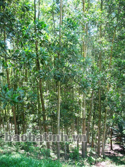 Chuyển đổi đất trồng cam bù sang trồng rừng nguyên liệu đang là hướng đi được nhiều nông dân các xã Sơn Trường, Sơn Mai áp dụng. Ảnh: PV