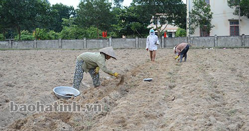 Bà con nông dân xã Đức An xuống đồng gieo trỉa ngô đông 2013