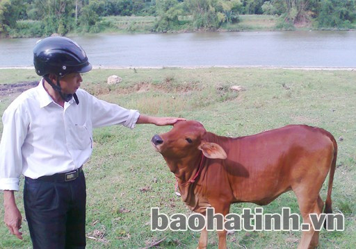 Nằm sát bên sông nên cả người và gia súc luôn phải sẵn sàng sống chung với lũ