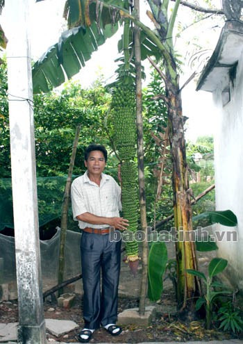Anh Lê Văn Sơn - chủ nhân của cây chuối lạ