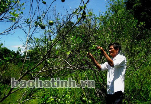 Ông Lê Đình Dược (xóm 10 - Sơn Phúc) bên những gốc cambị bệnh. Ảnh: Anh Hoài