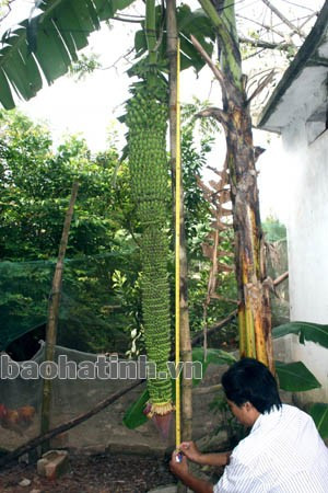 Cây chuối có buồng quả dài gần 2m (tính riêng đoạn có quả)