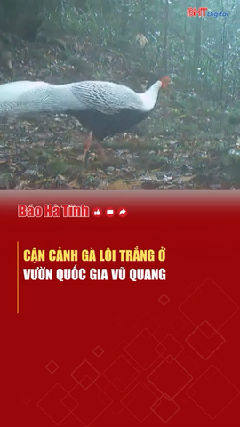 Cận cảnh gà lôi trắng ở Vườn quốc gia Vũ Quang 