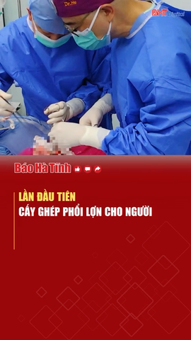 Lần đầu tiên cấy ghép phổi lợn cho người