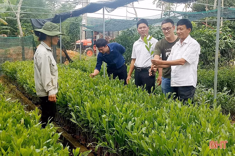 Dự án “Thêm cây” giúp nông dân miền núi Hà Tĩnh phát triển kinh tế rừng, cải thiện sinh kế