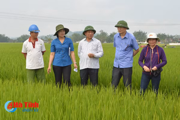 bi thu tinh uy xuong dong kiem tra sau benh lua vu xuan