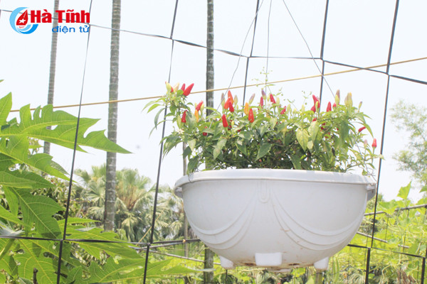 kham pha khu vuon mau dat giai a cua can bo tu phap thach tan