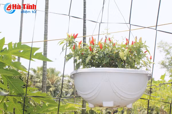 kham pha khu vuon mau dat giai a cua can bo tu phap thach tan