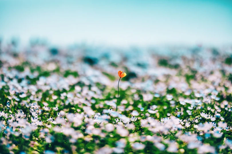 bien hoa mau thien thanh tuyet dep trong cong vien o nhat ban