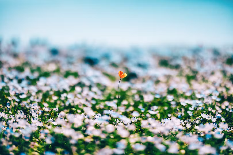 bien hoa mau thien thanh tuyet dep trong cong vien o nhat ban