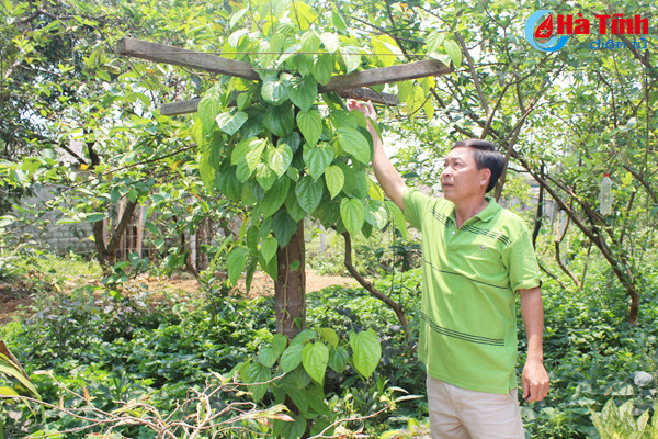 kham pha khu vuon mau dat giai a cua can bo tu phap thach tan