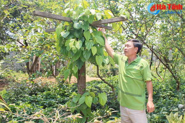 kham pha khu vuon mau dat giai a cua can bo tu phap thach tan