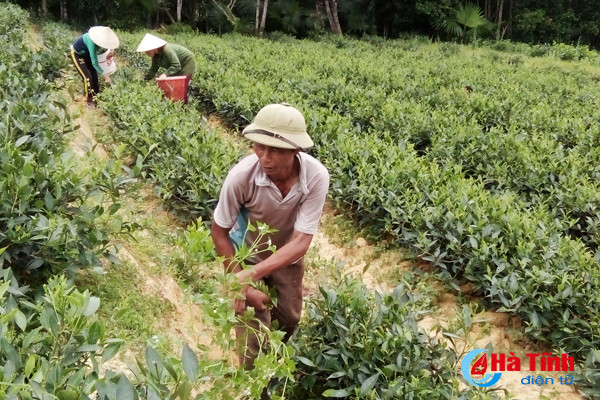 vua che lon nhat ky anh vao mua thu hai