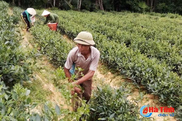 vua che lon nhat ky anh vao mua thu hai