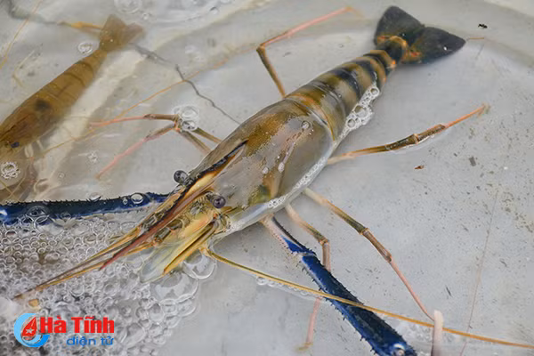 lang chai nho voi nghe dat lu bat tom