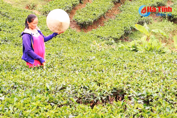 vua che lon nhat ky anh vao mua thu hai