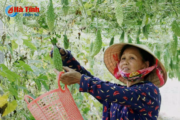 nhung vuon muop dang hai bac cua nong dan cam xuyen