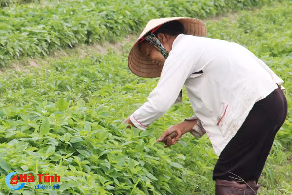 ngac nhien voi lang rau toa huong o ha tinh