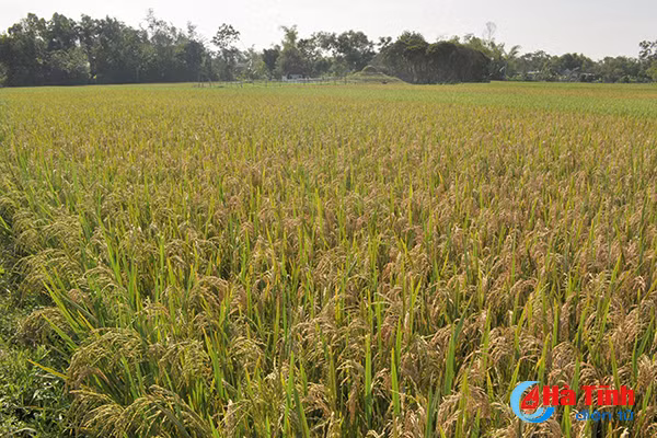 khong xu ly kip thoi benh dao on se nhanh chong lan rong