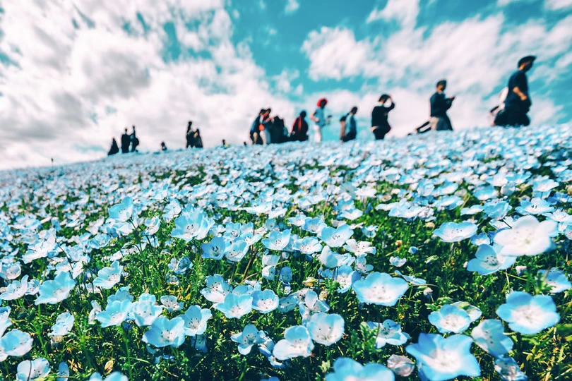 bien hoa mau thien thanh tuyet dep trong cong vien o nhat ban