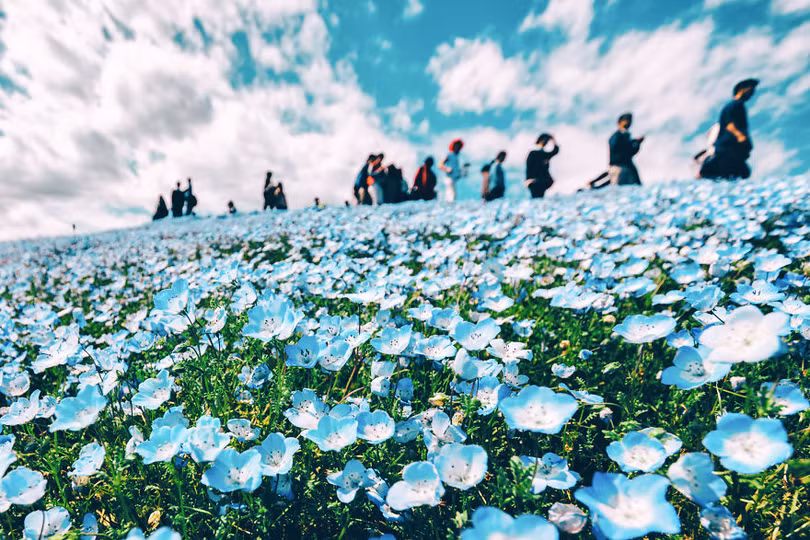 bien hoa mau thien thanh tuyet dep trong cong vien o nhat ban