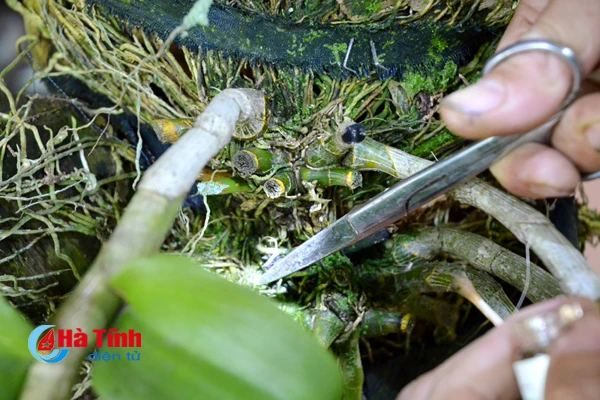 ban tay thay giao ti man danh thuc nhung mam lan