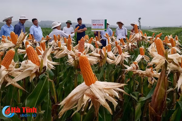 giong ngo sinh khoi vo doi nang suat