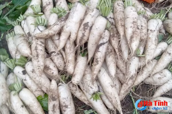 dat cat hoang o ha tinh sinh loi