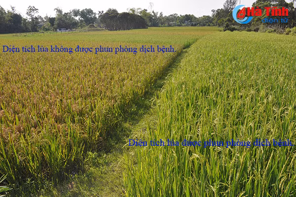 khong xu ly kip thoi benh dao on se nhanh chong lan rong