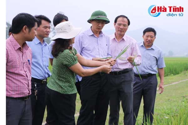 kiem tra sat sao dong ruong phong tru kip thoi dao on co bong