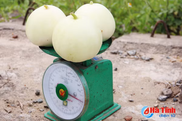 ve thinh loc thuong thuc dua le